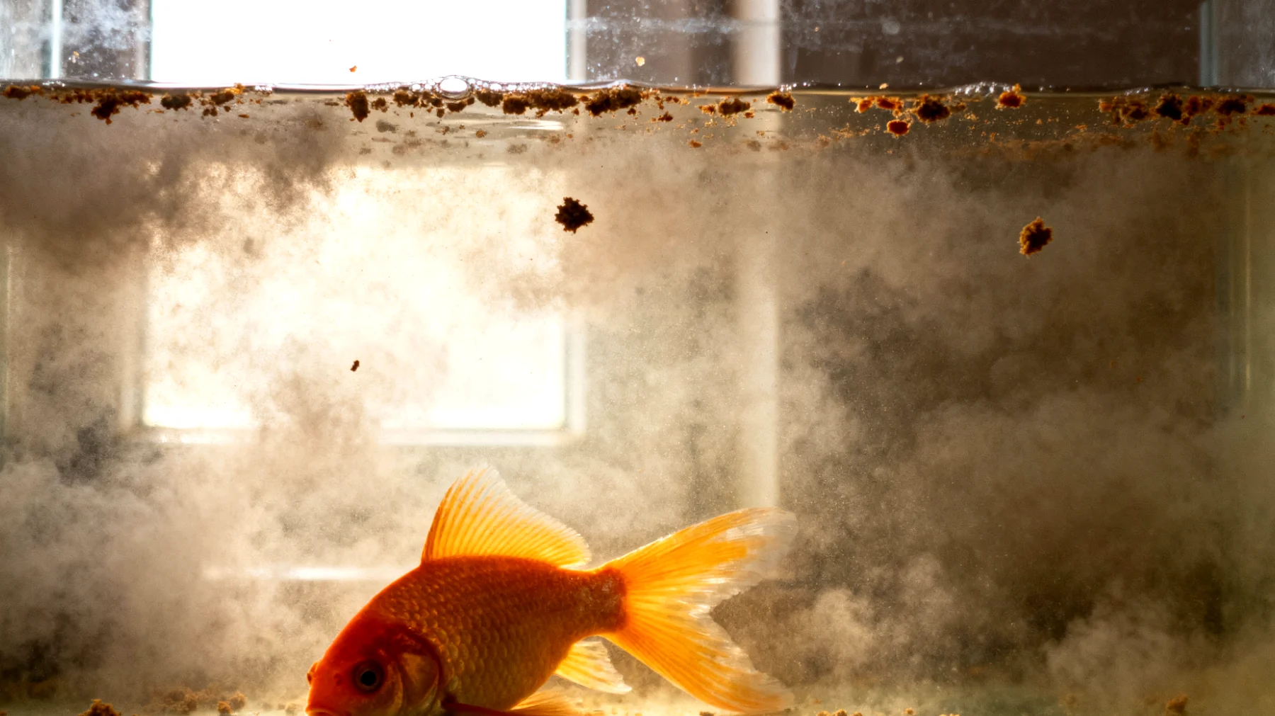 Viele Fischhalter füttern ihre Aquarienfische in der Wohnung falsch, was zu Überfütterung, verschlechterter Wasserqualität und gesundheitlichen Problemen führt"