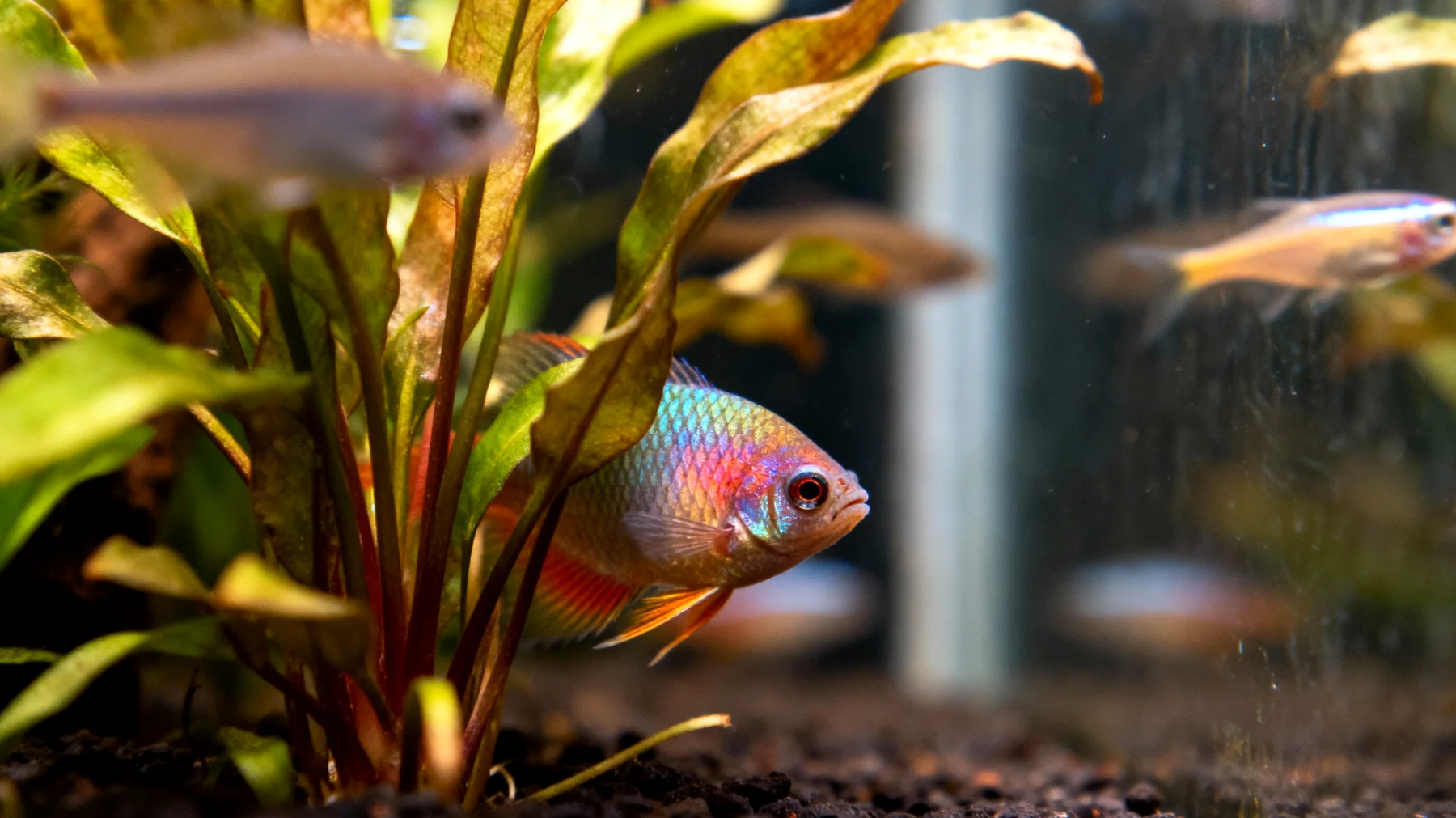 Neue Fische haben Schwierigkeiten, sich nach der Einführung ins Aquarium an die neue Umgebung zu gewöhnen und zeigen Stressverhalten wie verstecktes Verhalten, Appetitlosigkeit oder erhöhte Anfälligkeit für Krankheiten"