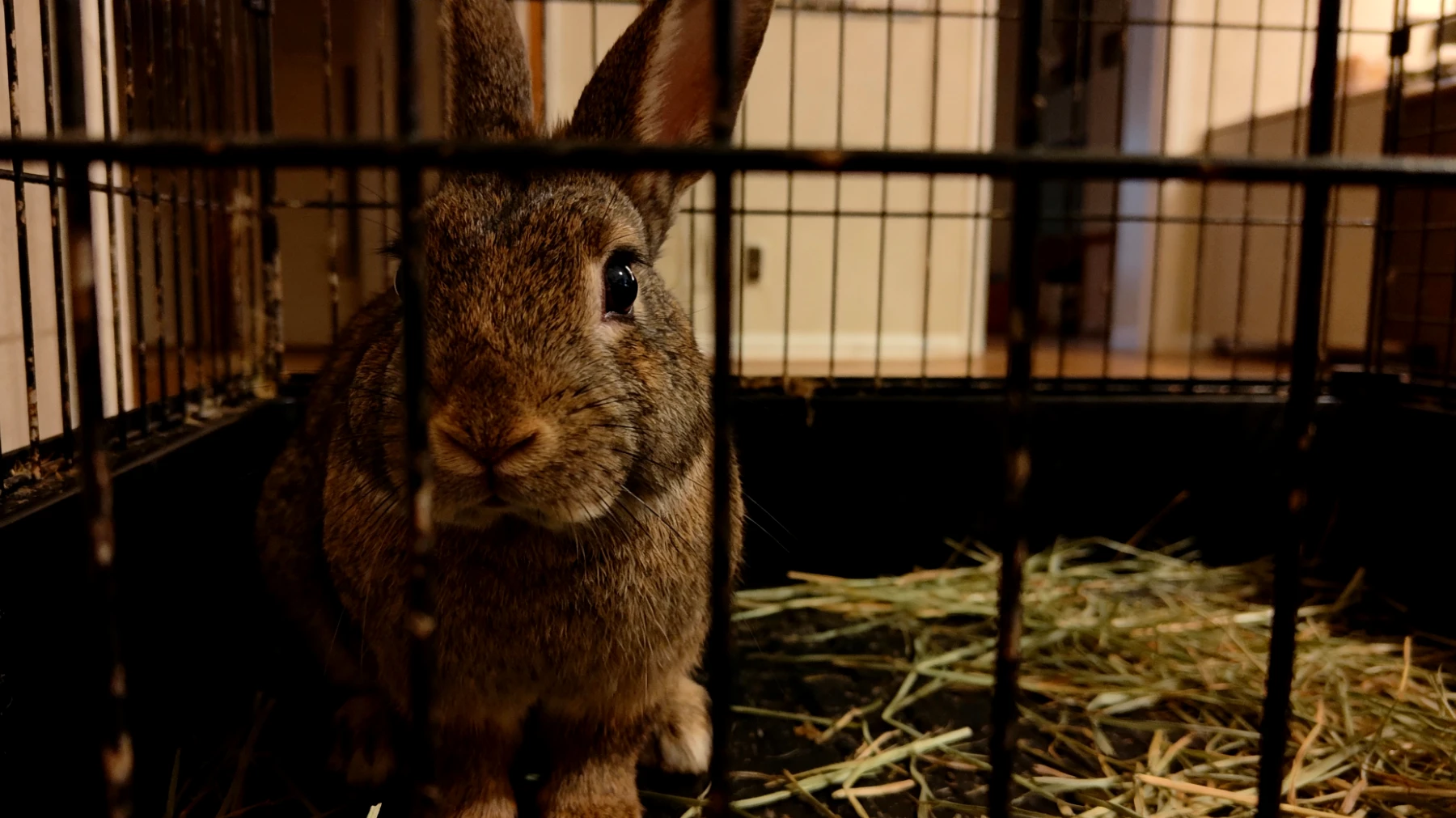 Kaninchen benötigen eine strukturierte tägliche Routine mit regelmäßigen Auslaufzeiten, Fütterungszeiten und Pflegemomenten, was in der Wohnungshaltung oft vernachlässigt wird und zu Verhaltensproblemen, Langeweile und gesundheitlichen Beschwerden führen kann"
