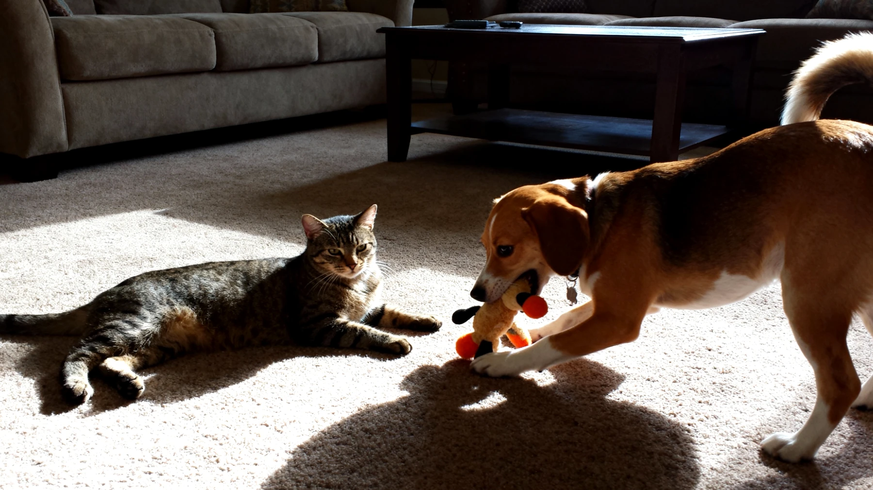 Katzen, die mit anderen Tieren zusammenleben, zeigen oft Langeweile oder Unterforderung, wenn keine artgerechten Beschäftigungsmöglichkeiten vorhanden sind, die sowohl die Bedürfnisse der Katze als auch die Dynamik mit den anderen Tieren berücksichtigen."